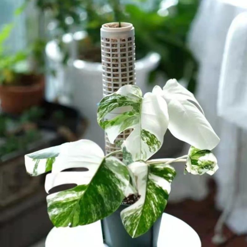 Moss Column Height 25CM Moss S - огляд і ціна Tree Stand Ladder
